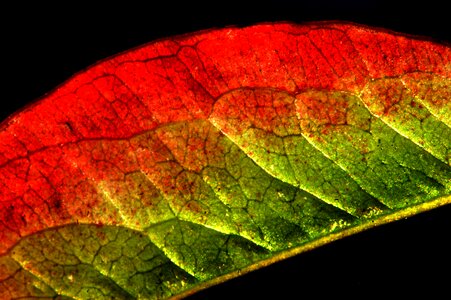 Fall colors veins autumn leaf photo