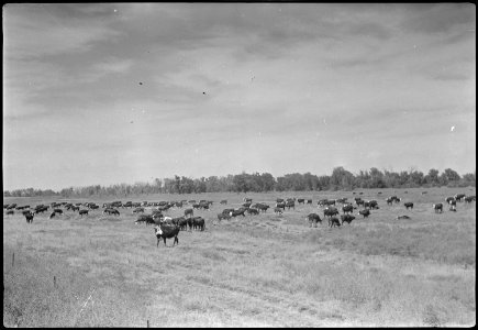 Granada Relocation Center, Amache, Colorado. Amache farm cattle on one of the pastures. - NARA - 537329