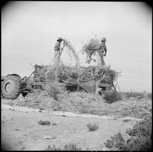 Gila River Relocation Center, Rivers, Arizona. Unloading Napa plants onto canvas to finish drying, . . . - NARA - 537067