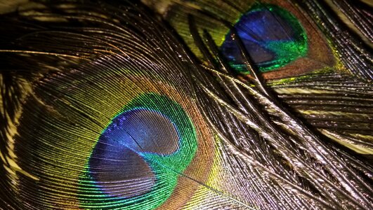 Bird nature pattern