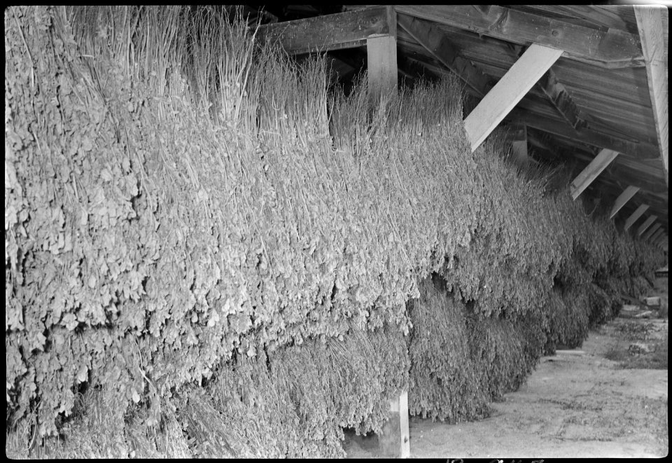 Granada Relocation Center, Amache, Colorado. Bean tea grown on the Amache farm being dried in an ou . . . - NARA - 537342