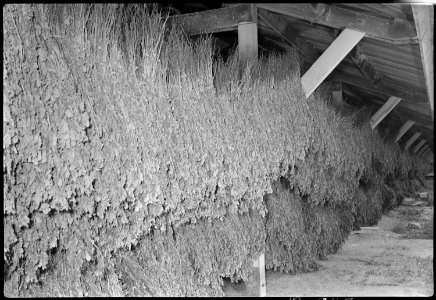 Granada Relocation Center, Amache, Colorado. Bean tea grown on the Amache farm being dried in an ou . . . - NARA - 537342