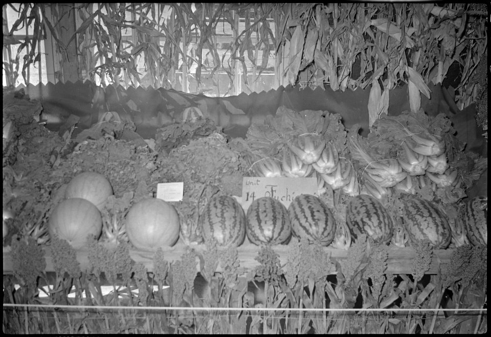 Granada Relocation Center, Amache, Colorado. Amache Agricultural fair exhibit, September 11 and 12. - NARA - 537346