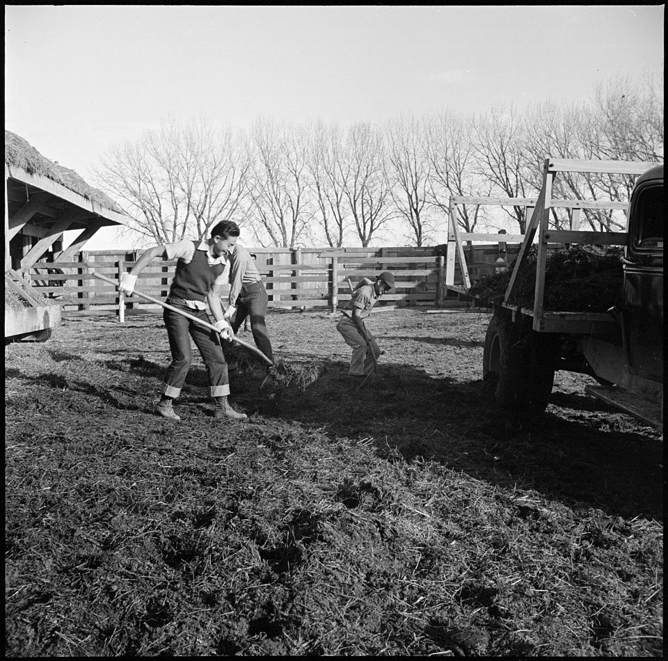 Granada Relocation Center, Amache, Colorado. Ag students cleaning the dairy farm feeding yard. - NARA - 539136