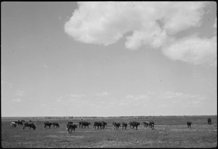 Granada Relocation Center, Amache, Colorado. Cattle on pasture, XY Ranch, project farm. - NARA - 537191