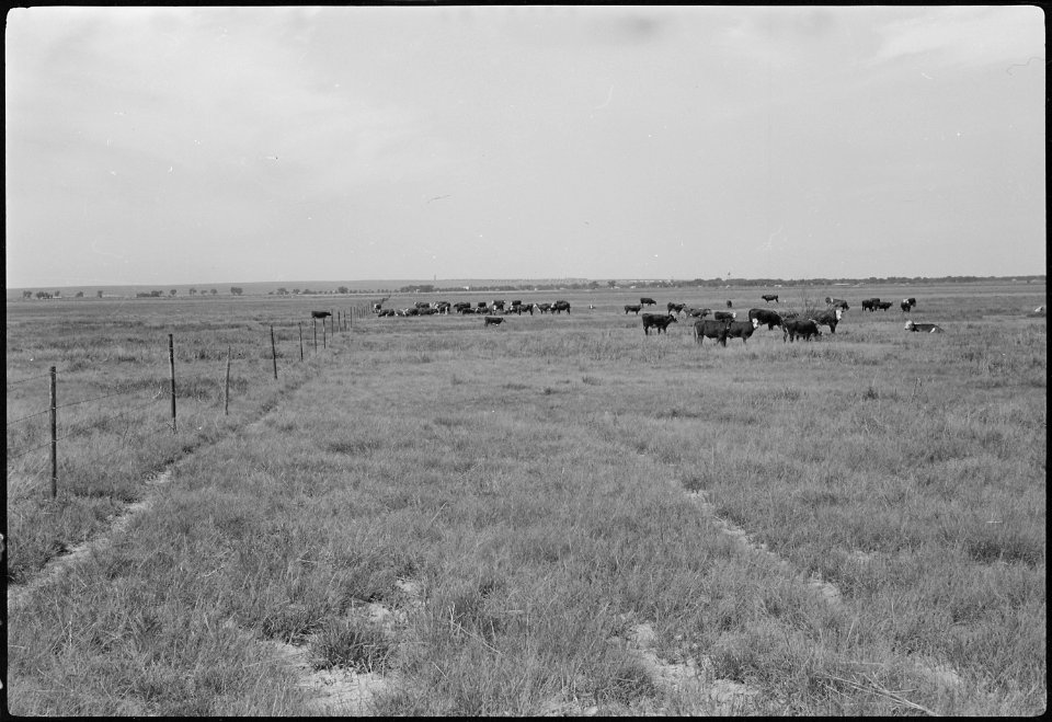 Granada Relocation Center, Amache, Colorado. Cattle on the XY Ranch, Granada Farm, showing the cent . . . - NARA - 537227