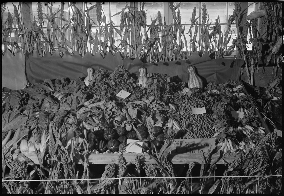 Granada Relocation Center, Amache, Colorado. Amache farm crops as exhibited at Amache Agricultural . . . - NARA - 537362