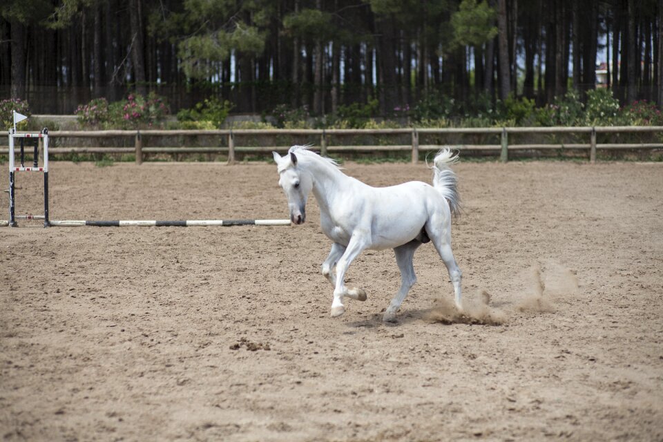 Stallion animal cute