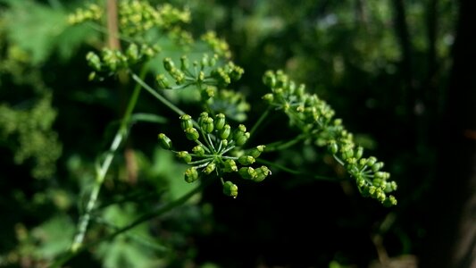 Nature greenery plant