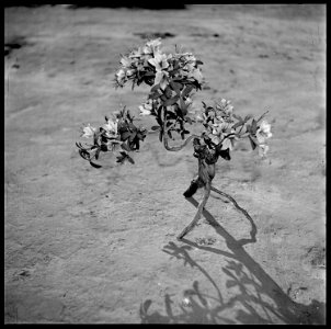 Granada Relocation Center, Amache, Colorado. Artificial flowers in holder made from tree branches. - NARA - 539917