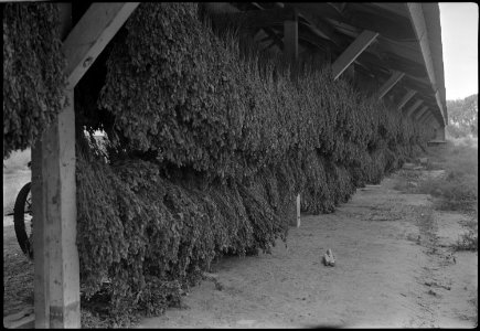 Granada Relocation Center, Amache, Colorado. Bean tea grown on the Amache farm being dried in an ou . . . - NARA - 537341