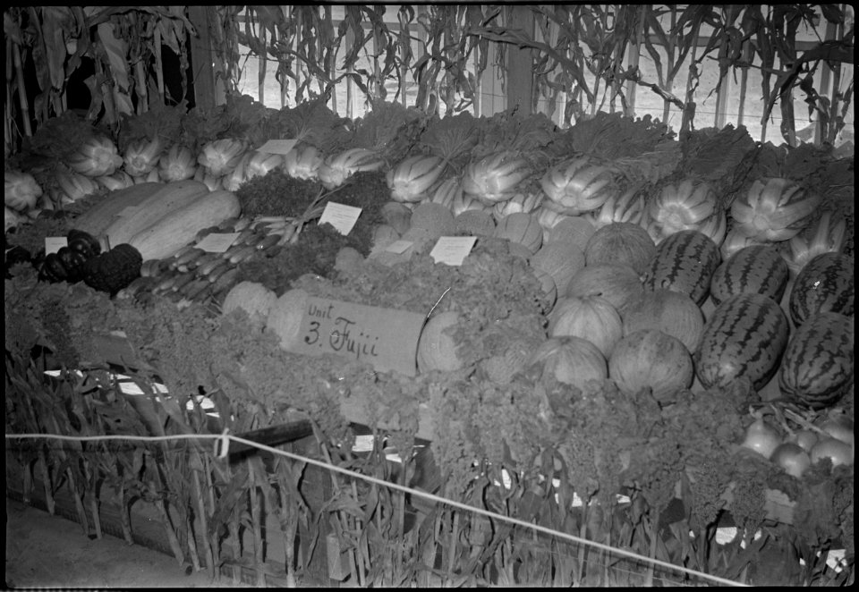 Granada Relocation Center, Amache, Colorado. Display of vegetable crops grown on the Amache farm at . . . - NARA - 537345