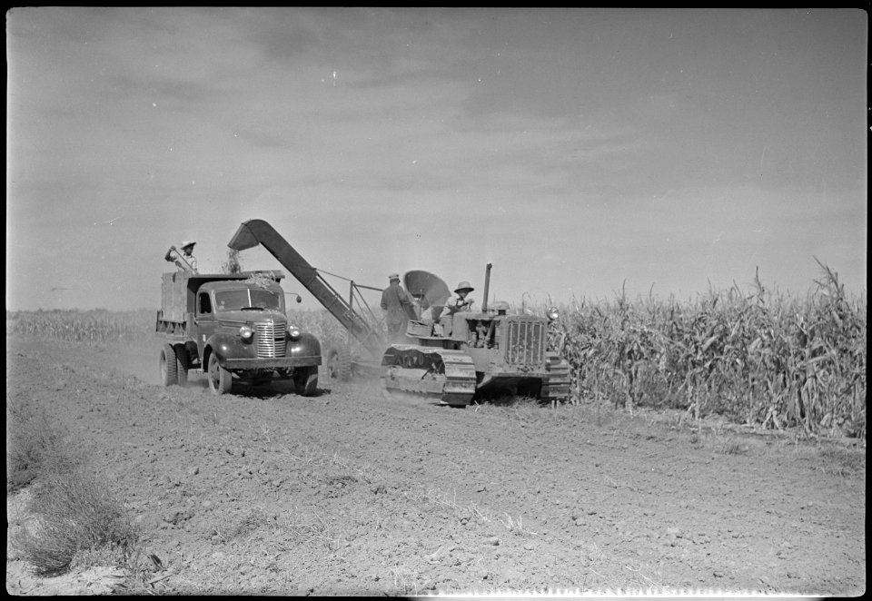 Granada Relocation Center, Amache, Colorado. Cutting corn on the Amache farm. - NARA - 537331