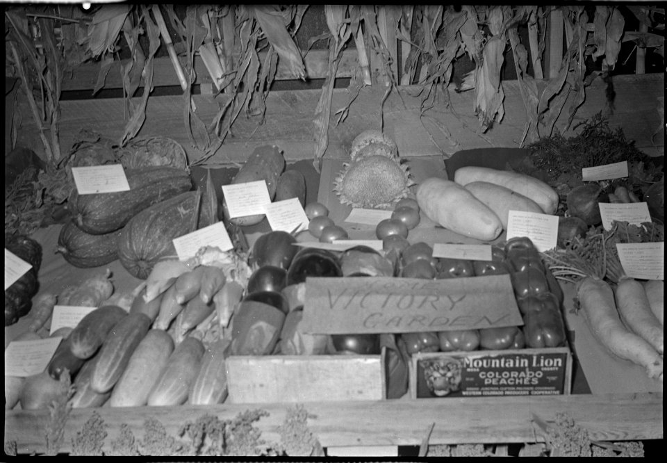 Granada Relocation Center, Amache, Colorado. Display of vegetables grown in the center victory gard . . . - NARA - 537322