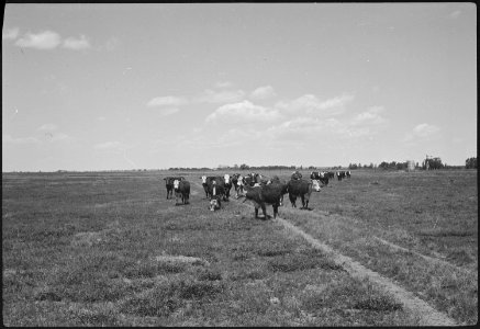 Granada Relocation Center, Amache, Colorado. Cattle on pasture, XY Ranch, project farm. - NARA - 537190