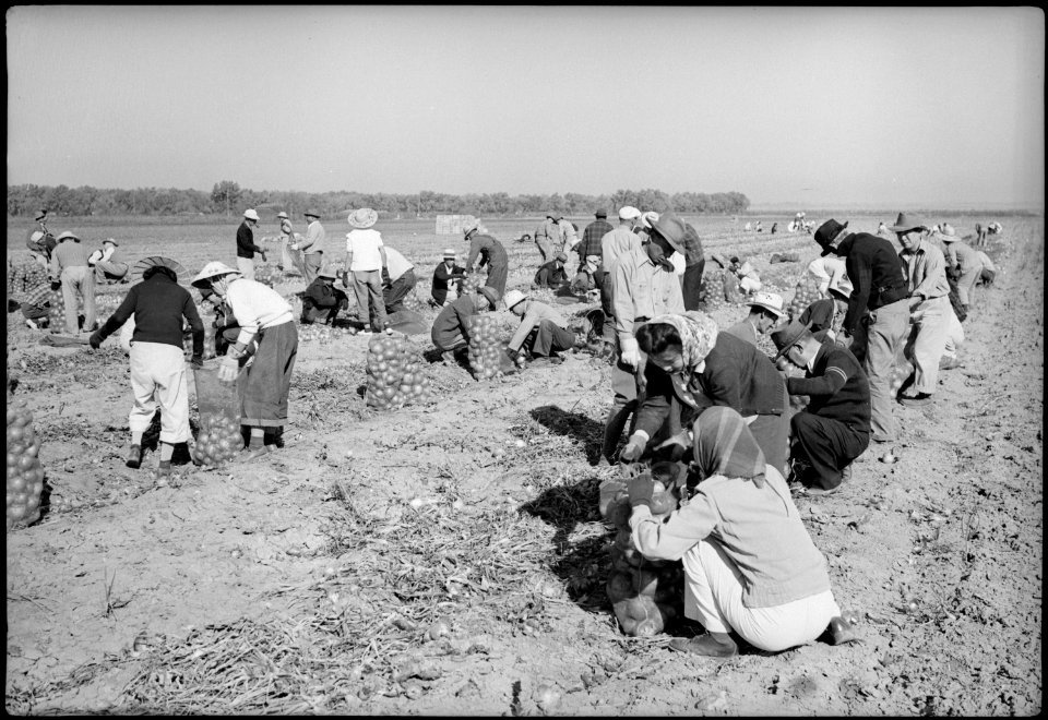 Granada Relocation Center, Amache, Colorado. Evacuee and appointed personnel office workers assisti . . . - NARA - 539598