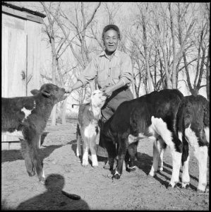 Granada Relocation Center, Amache, Colorado. Center dairy farm foreman, J. Abe, with several of his . . . - NARA - 539084
