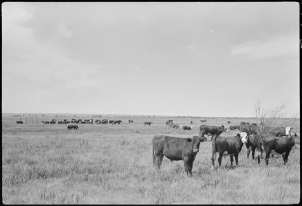 Granada Relocation Center, Amache, Colorado. Cattle on the XY Ranch, Granada Farm, showing the cent . . . - NARA - 537228
