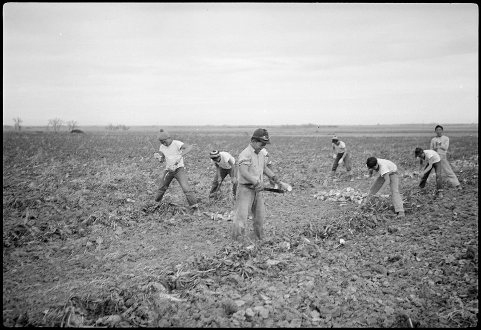 Granada Relocation Center, Amache, Colorado. Farm of Ed. Paulish, 9 miles southeast of Granada, Col . . . - NARA - 539145