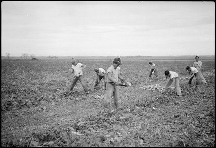 Granada Relocation Center, Amache, Colorado. Farm of Ed. Paulish, 9 miles southeast of Granada, Col . . . - NARA - 539145