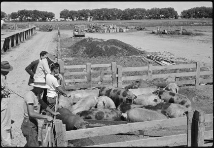 Granada Relocation Center, Amache, Colorado. Farm project hogs ready for shipment to the slaughter . . . - NARA - 537196