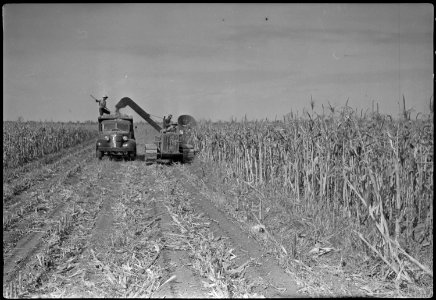 Granada Relocation Center, Amache, Colorado. Cutting corn on the Amache farm. The fodder was store . . . - NARA - 537332