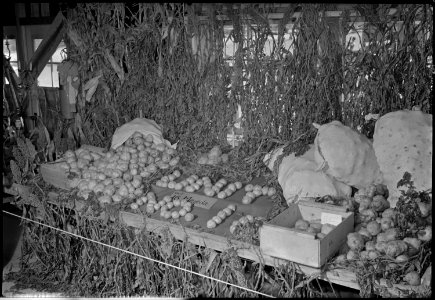 Granada Relocation Center, Amache, Colorado. Exhibit of potatoes produced on the Amache farm, Amach . . . - NARA - 537348