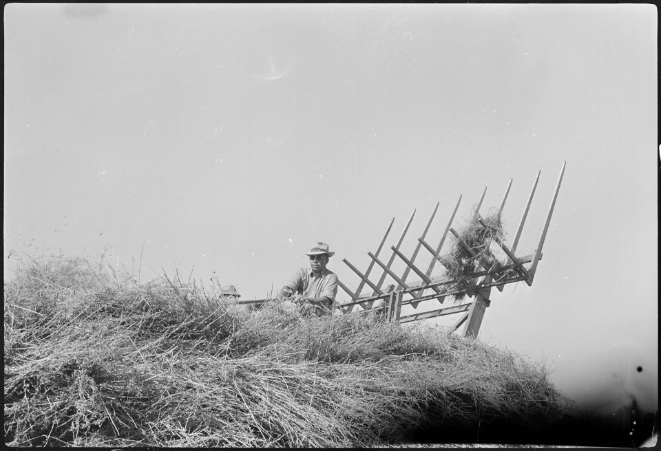 Granada Relocation Center, Amache, Colorado. Hay operations on the project farm. - NARA - 537208