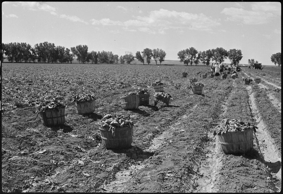 Granada Relocation Center, Amache, Colorado. Harvesting the first spinach from the project farm. - NARA - 537186