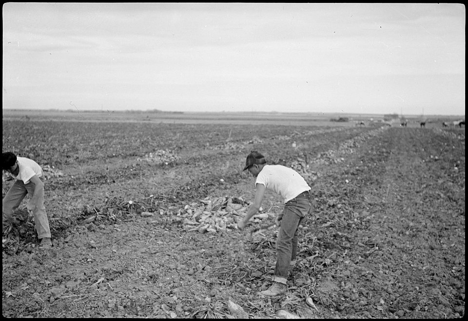 Granada Relocation Center, Amache, Colorado. Farm of Ed. Paulish, 9 miles southeast of Granada, Col . . . - NARA - 539143