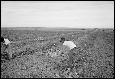 Granada Relocation Center, Amache, Colorado. Farm of Ed. Paulish, 9 miles southeast of Granada, Col . . . - NARA - 539143