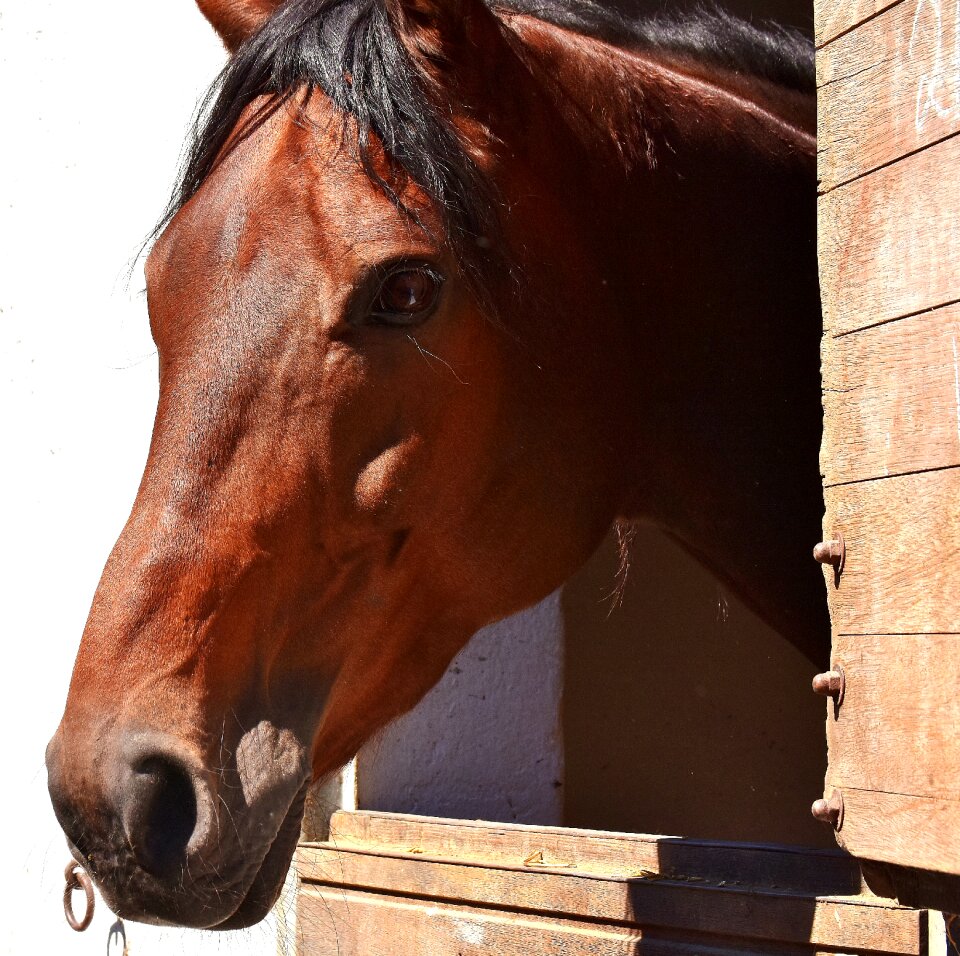 Box cute brown horse
