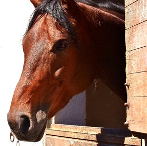 Box cute brown horse