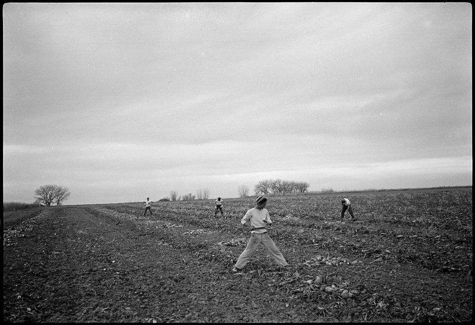 Granada Relocation Center, Amache, Colorado. Farm of Ed Paulish, 9 miles southeast of Granada, Colo . . . - NARA - 539144