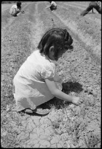 Granada Relocation Center, Amache, Colorado. Fourth grade girl-Diane Wallace-weeding the school v . . . - NARA - 537193