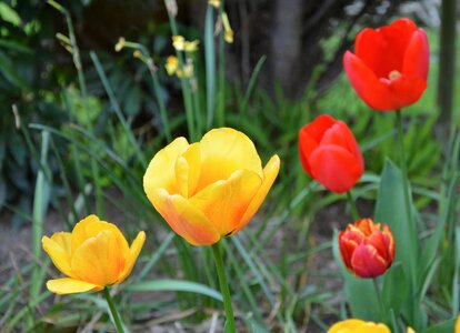 Nature flower plant