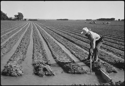 Granada Relocation Center, Amache, Colorado. Irrigating thinned lettuce on the project farm. (K. Itow) - NARA - 537182
