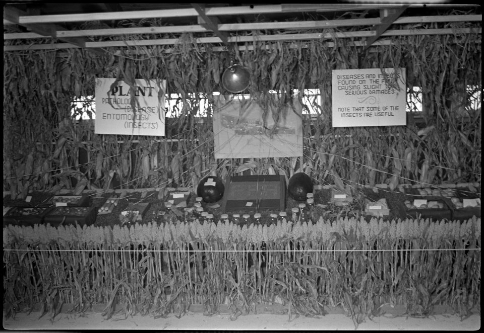 Granada Relocation Center, Amache, Colorado. First-prize-winning exhibit by the Amache High School . . . - NARA - 537354