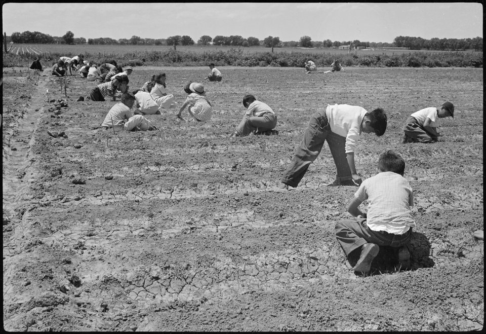 Granada Relocation Center, Amache, Colorado. Fourth grade children weeding their victory garden. - NARA - 537192