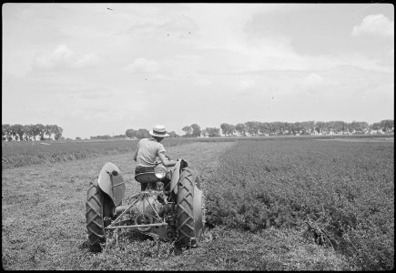 Granada Relocation Center, Amache, Colorado. An evacuee cutting hay on project farm. - NARA - 537203