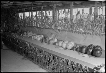 Granada Relocation Center, Amache, Colorado. Melon crops exhibited at the Amache Agricultural fair, . . . - NARA - 537359