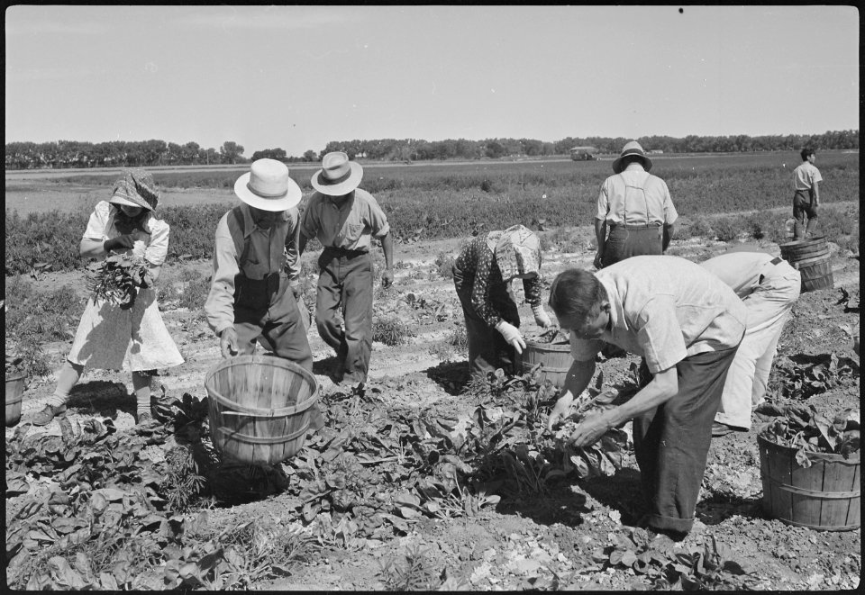 Granada Relocation Center, Amache, Colorado. Harvesting the first spinach from the project farm. - NARA - 537187