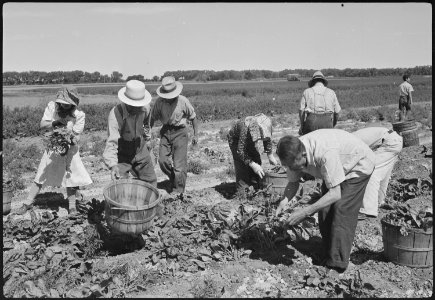 Granada Relocation Center, Amache, Colorado. Harvesting the first spinach from the project farm. - NARA - 537187