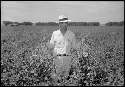 Granada Relocation Center, Amache, Colorado. Henry Inouye, evacuee supervisor of the Granada Reloca . . . - NARA - 537375