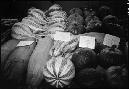 Granada Relocation Center, Amache, Colorado. Melons and pumpkins shown at the Amache Agricultural F . . . - NARA - 537320