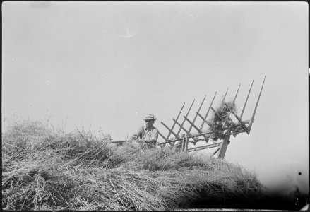 Granada Relocation Center, Amache, Colorado. Hay operations on the project farm. - NARA - 537208