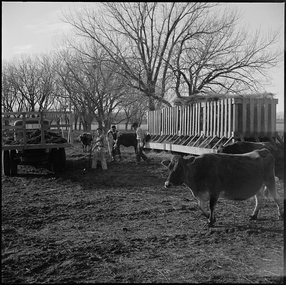 Granada Relocation Center, Amache, Colorado. Ag students cleaning the dairy farm feeding yard. - NARA - 539134