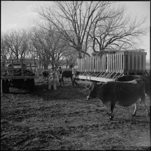 Granada Relocation Center, Amache, Colorado. Ag students cleaning the dairy farm feeding yard. - NARA - 539134