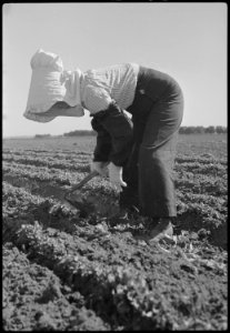 Granada Relocation Center, Amache, Colorado. Mrs. M. Yoshinaga, wife of the unit supervisor, volunt . . . - NARA - 537184