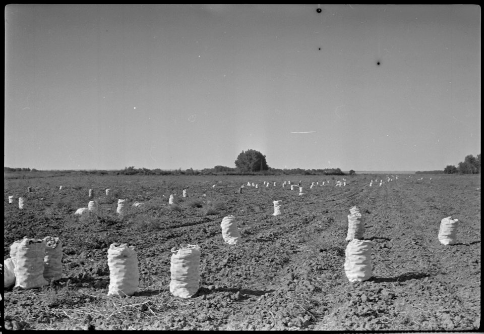 Granada Relocation Center, Amache, Colorado. Potatoes produced on the Amache farm. - NARA - 537327
